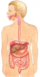 Tubo-digestivo